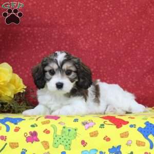 Peacock, Cavachon Puppy